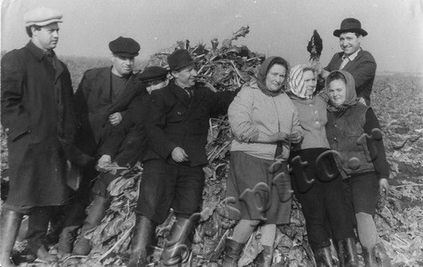 Подробнее о статье Сотрудники Тамбовского обкома КПСС на сельхозработах (Ед.хр. 3409)