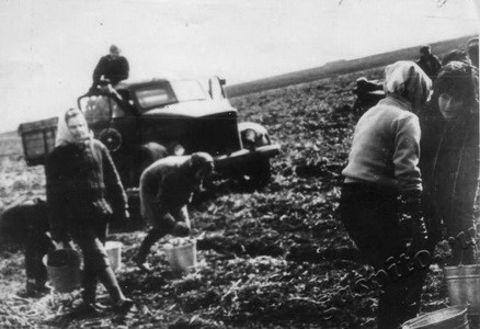 Подробнее о статье Студенты г.Тамбова на уборке картофеля (Ед.хр. 3548)