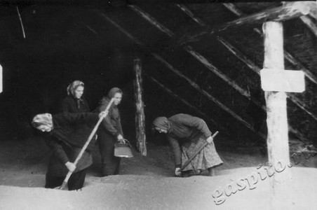 Подробнее о статье Студенты ТГПИ на уборке урожая, на целине (Ед.хр. 3584)