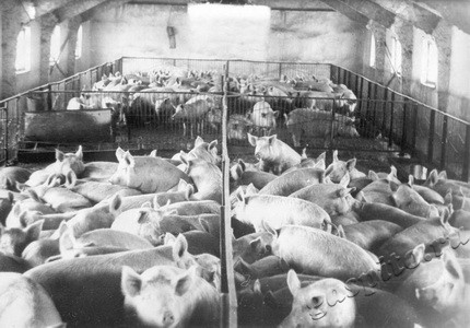 Подробнее о статье Новый свинарник (Ед.хр. 3715)