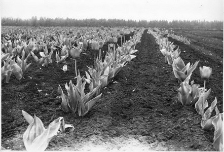 Подробнее о статье Выращивание тюльпанов (Ед.хр. 3721)