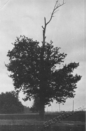 Подробнее о статье Гришаева Елена Федоровна. Дуб около которого была расстреляна (Ед.хр. 3745)