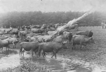 Подробнее о статье Колхоз имени В.И.Ленина (Ед.хр. 3863)