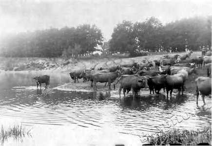 Подробнее о статье Колхоз имени В.И.Ленина (Ед.хр. 3864)