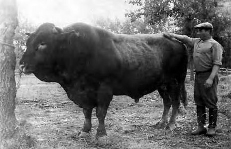 Подробнее о статье Колхоз имени В.И.Ленина (Ед.хр. 3865)