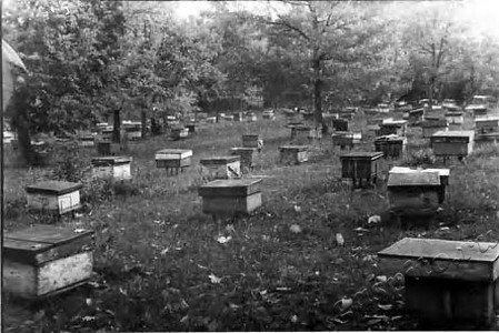 Подробнее о статье Колхоз имени В.И.Ленина (Ед.хр. 3866)