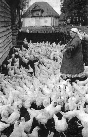 Подробнее о статье Колхоз имени В.И.Ленина (Ед.хр. 3867)