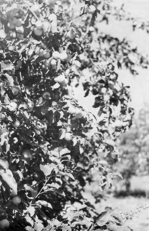 Подробнее о статье Колхоз имени В.И.Ленина (Ед.хр. 3877)