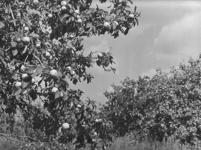 Подробнее о статье Колхоз имени В.И.Ленина (Ед.хр. 3878)