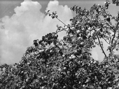 Подробнее о статье Колхоз имени В.И.Ленина (Ед.хр. 3879)