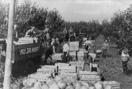 Подробнее о статье Колхоз имени В.И.Ленина (Ед.хр. 3880)