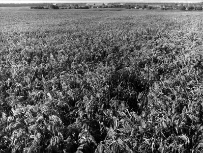 Подробнее о статье Колхоз имени В.И.Ленина (Ед.хр. 3884)