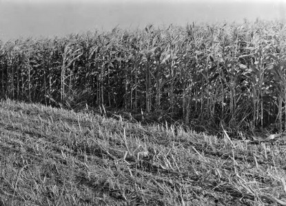 Подробнее о статье Колхоз имени В.И.Ленина (Ед.хр. 3885)