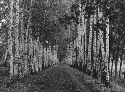 Подробнее о статье Колхоз имени В.И.Ленина (Ед.хр. 3888)