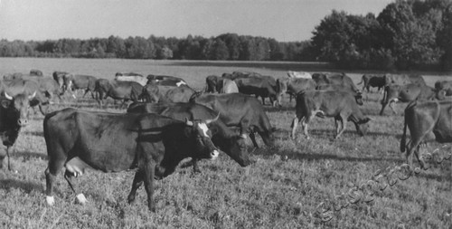 Подробнее о статье Колхоз имени В.И.Ленина (Ед.хр. 3892)