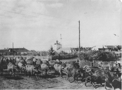 Подробнее о статье Колхоз имени В.И.Ленина (Ед.хр. 3893)