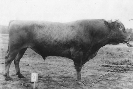 Подробнее о статье Колхоз имени В.И.Ленина (Ед.хр. 3894)