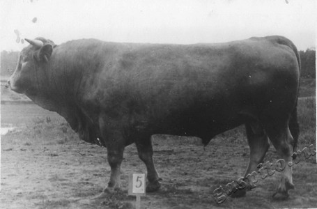 Подробнее о статье Колхоз имени В.И.Ленина (Ед.хр. 3895)