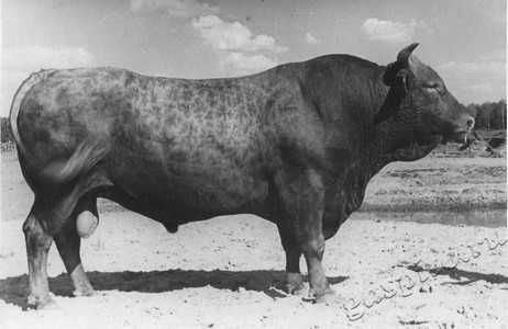 Подробнее о статье Колхоз имени В.И.Ленина (Ед.хр. 3896)