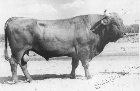 Подробнее о статье Колхоз имени В.И.Ленина (Ед.хр. 3897)