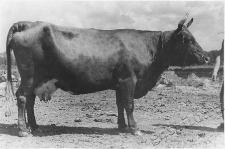 Подробнее о статье Колхоз имени В.И.Ленина (Ед.хр. 3898)