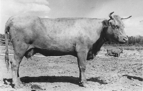 Подробнее о статье Колхоз имени В.И.Ленина (Ед.хр. 3899)