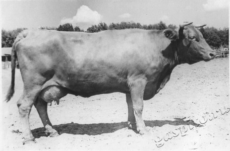 Подробнее о статье Колхоз имени В.И.Ленина (Ед.хр. 3901)