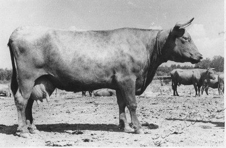 Подробнее о статье Колхоз имени В.И.Ленина (Ед.хр. 3902)