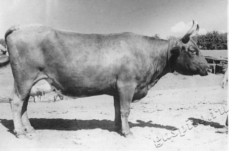 Подробнее о статье Колхоз имени В.И.Ленина (Ед.хр. 3903)