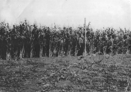 Подробнее о статье Моршанская государственная селекционная станция по травам (Ед.хр. 4222)