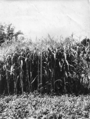 Подробнее о статье Моршанская государственная селекционная станция по травам (Ед.хр. 4223)