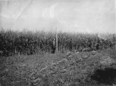 Подробнее о статье Моршанская государственная селекционная станция по травам (Ед.хр. 4224)