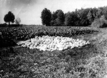 Подробнее о статье Моршанская государственная селекционная станция по травам (Ед.хр. 4225)