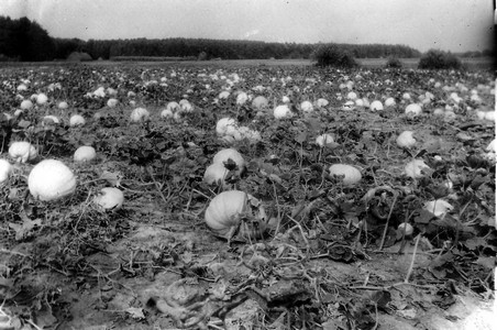 Подробнее о статье Моршанская государственная селекционная станция по травам (Ед.хр. 4226)