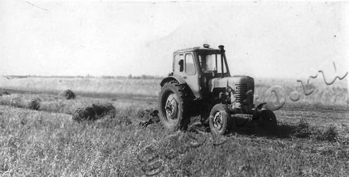 Подробнее о статье Уборка гороха в колхозе «Родина» (Ед.хр. 4254)