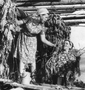 Подробнее о статье Сушка махорки (Ед.хр. 4256)