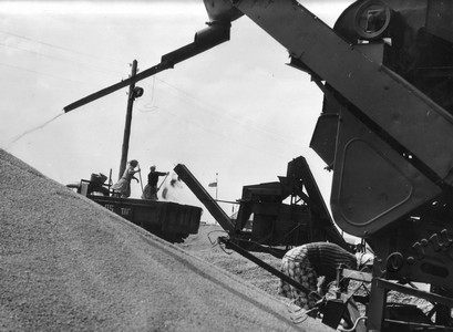 Подробнее о статье Работа на току в колхозе «Прогресс» (Ед.хр. 4551)