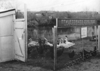 Подробнее о статье Павильон птицесовхоза «Степное гнездо» на районной сельскохозяйственной выставке (Ед.хр. 4586 а)