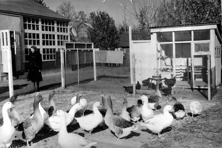 Подробнее о статье Павильон птицесовхоза «Степное гнездо» на районной сельскохозяйственной выставке (Ед.хр. 4586 б)