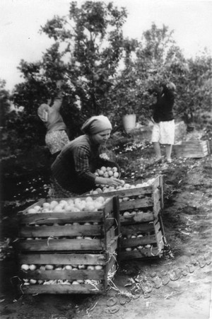 Подробнее о статье Сбор урожая яблок в совхозе «Верхнеярославский» (Ед.хр. 4662)