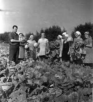 Подробнее о статье Уборка капусты в совхозе «Маяк» (Ед.хр. 4675)