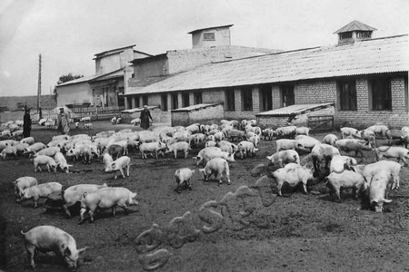 Подробнее о статье Новолядинская межколхозная откормочная база (Ед.хр. 4752)