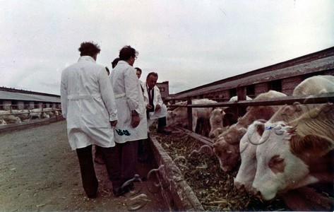 Подробнее о статье Пребывание делегации Долмандского госхоза (ВНР) на Новолядинском аграрно-промышленном объединении (Ед.хр. 4807)