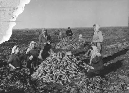 Подробнее о статье Колхоз им.Ленина (Ед.хр. 4874)