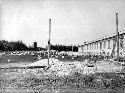 Подробнее о статье Колхоз «Заветы Ленина» (Ед.хр. 4896)