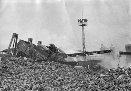 Подробнее о статье Загрузка сахарной свеклы (Ед.хр. 3698)