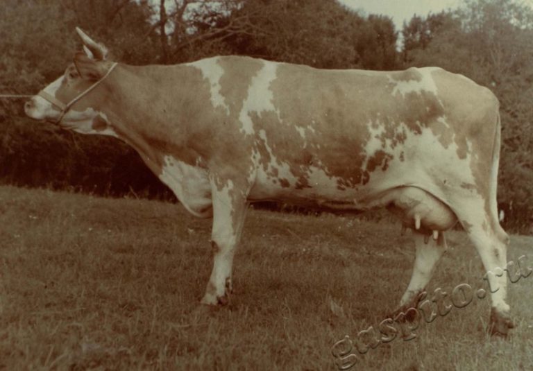 Подробнее о статье Ед.хр. 38, Ед.уч.8.