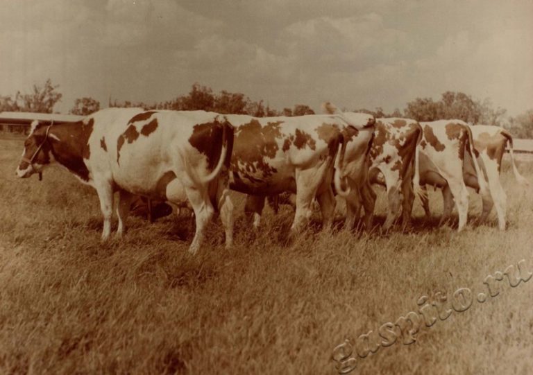 Подробнее о статье Ед.хр. 38, Ед.уч.10.