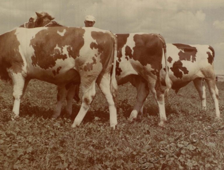 Подробнее о статье Ед.хр. 38, Ед.уч.11.