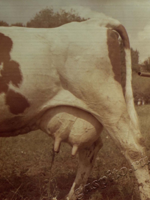 Подробнее о статье Ед.хр. 38, Ед.уч.13.